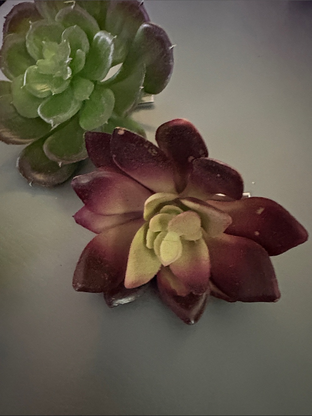 Artificial Succulent Trio - Green, Lime & Burgundy Home Accent clip - Picture 2 of 6
